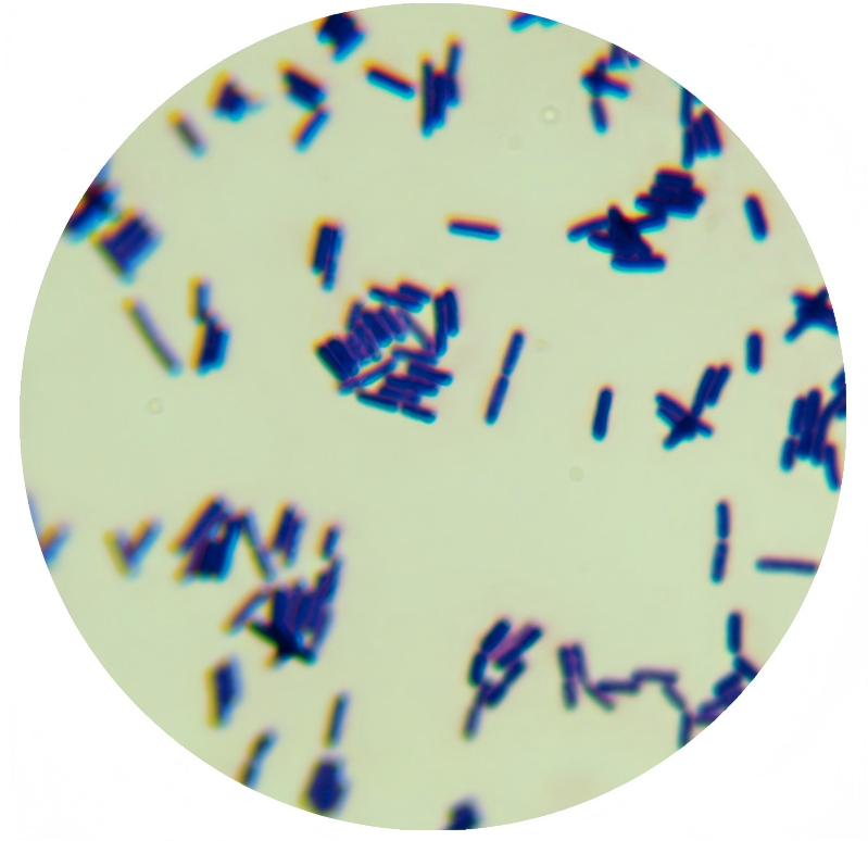 Bacillus subtilis-BNCC