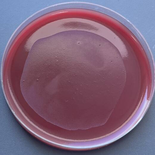 Bacteroides subsp. guanii-BNCC