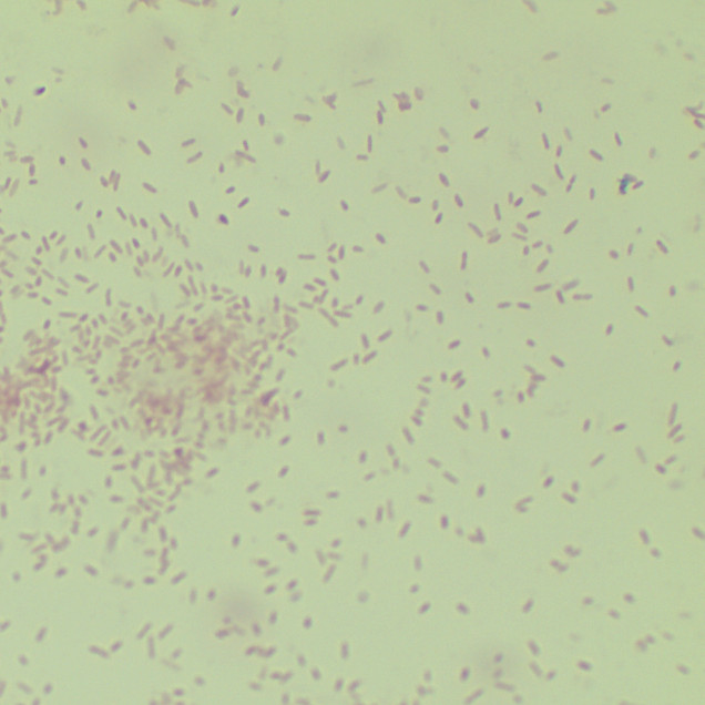 Bacteroides subsp. guanii-BNCC