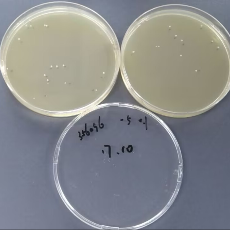 Quantitative strain of Proteobacteria-BNCC