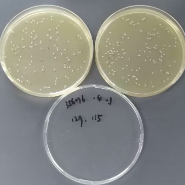 Quantitative strain of Proteobacteria-BNCC