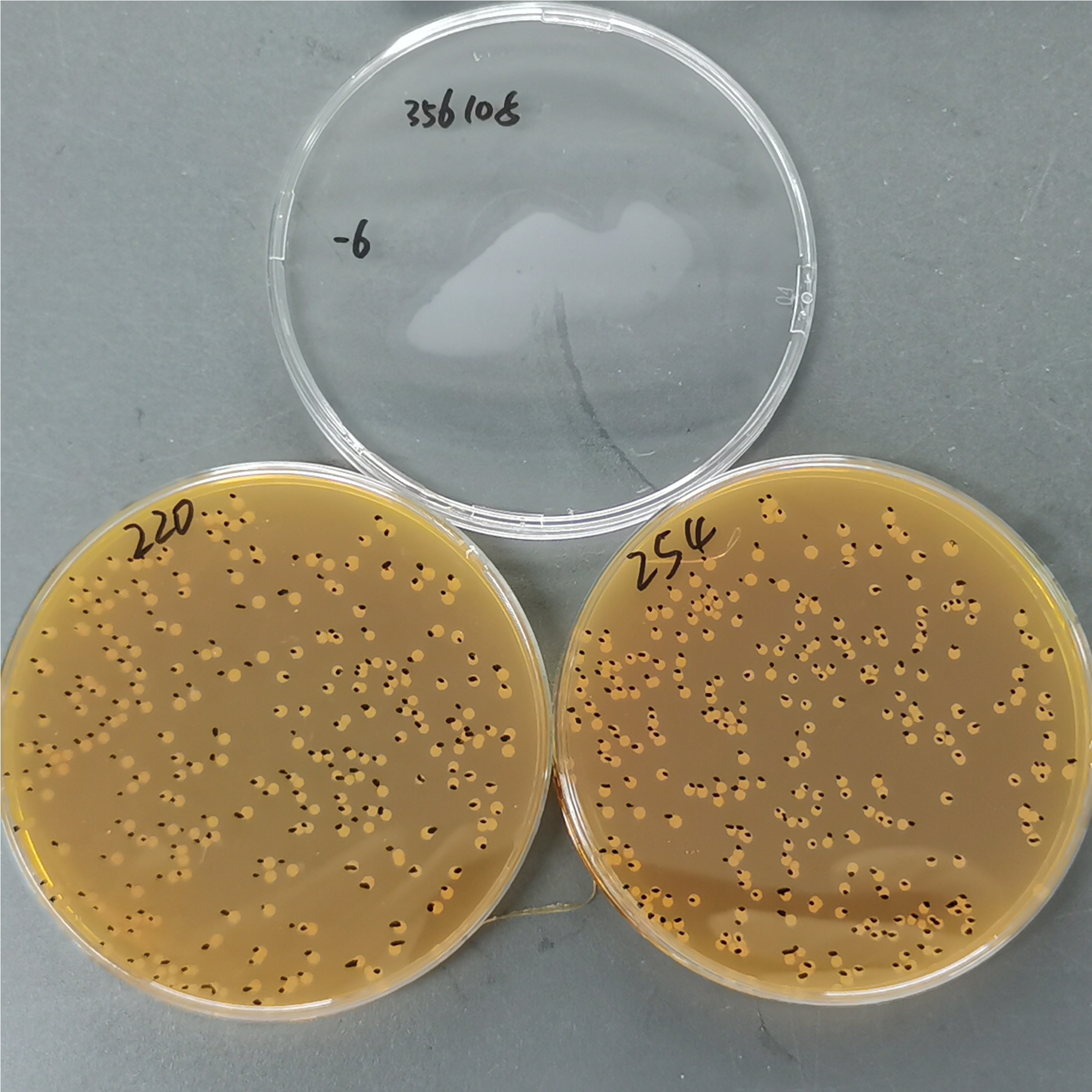 Lactobacillus plantarum-BNCC