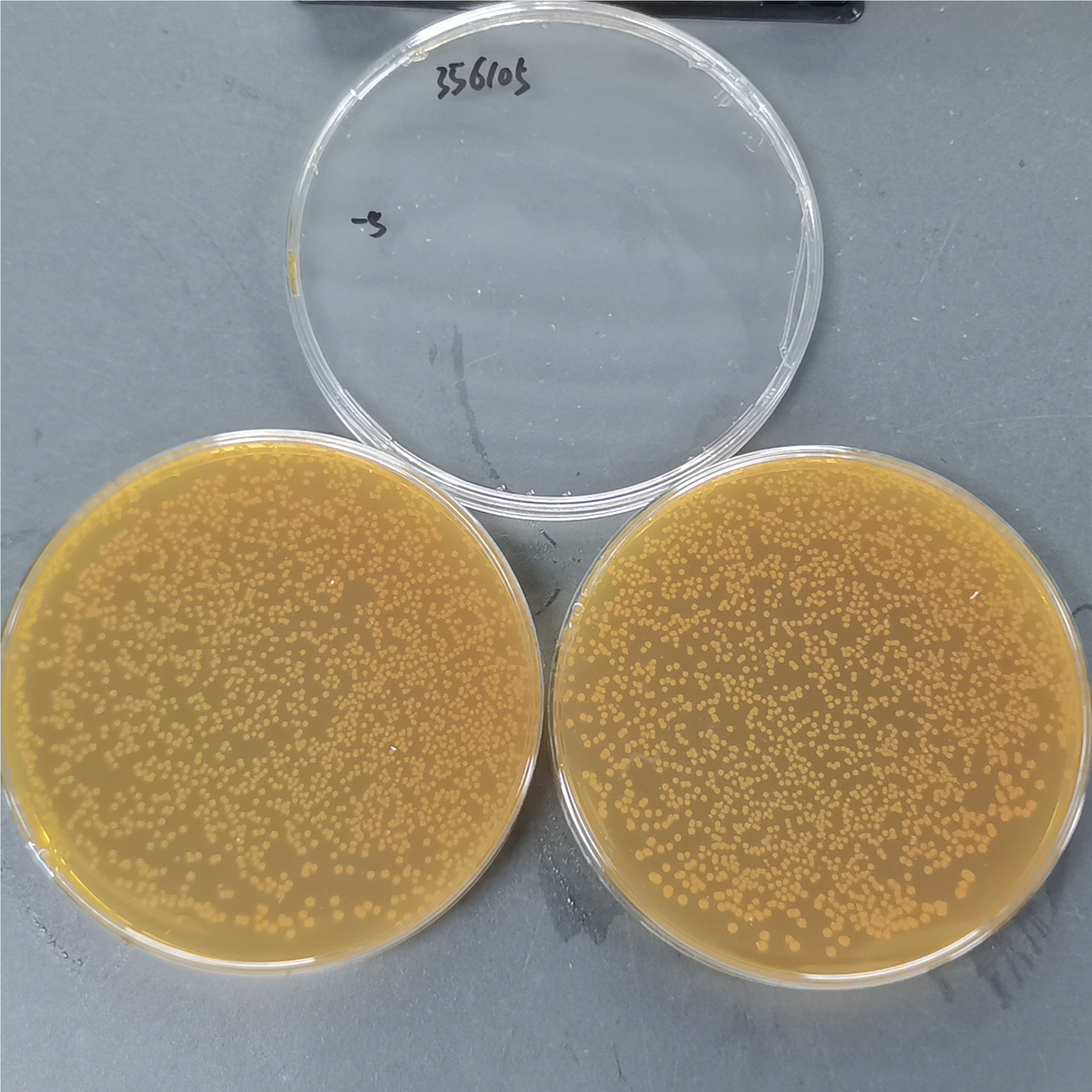 Lactobacillus plantarum-BNCC