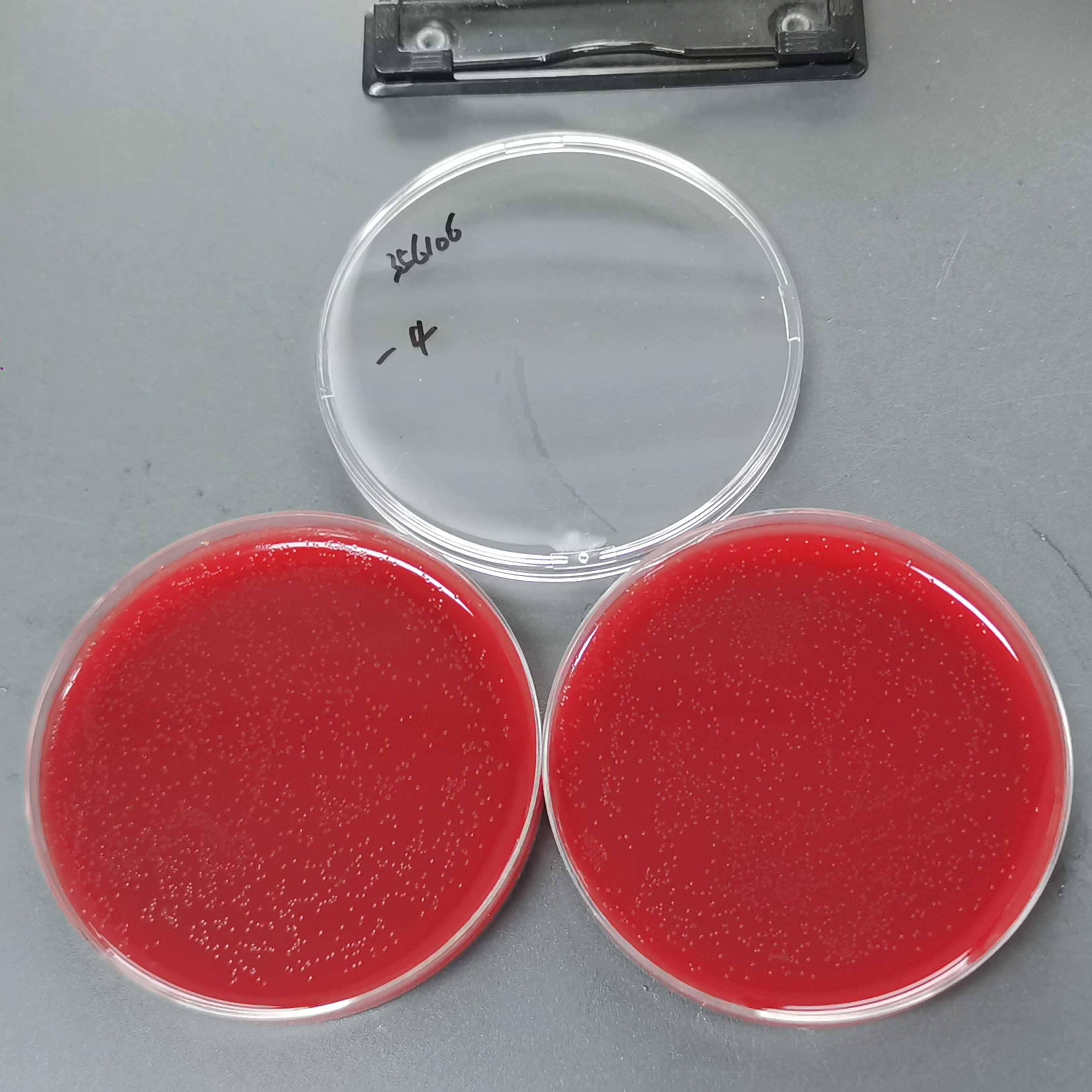 Lactobacillus paracasei-BNCC