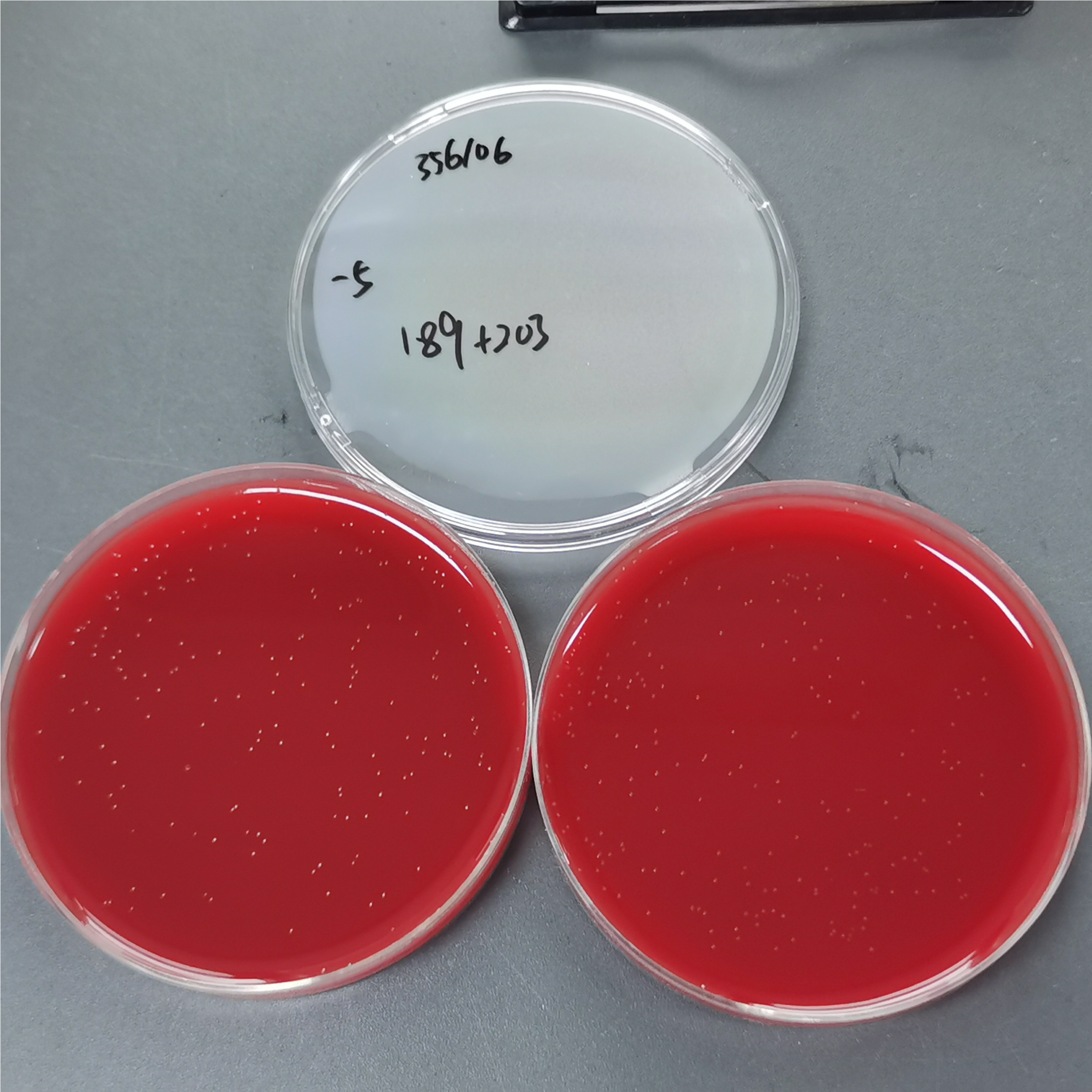 Lactobacillus paracasei-BNCC