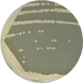 Cupriavidus sp.-BNCC