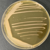 Bacillus tauricoccus-BNCC