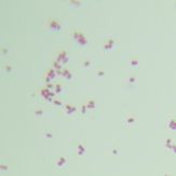 Bacillus tauricoccus-BNCC