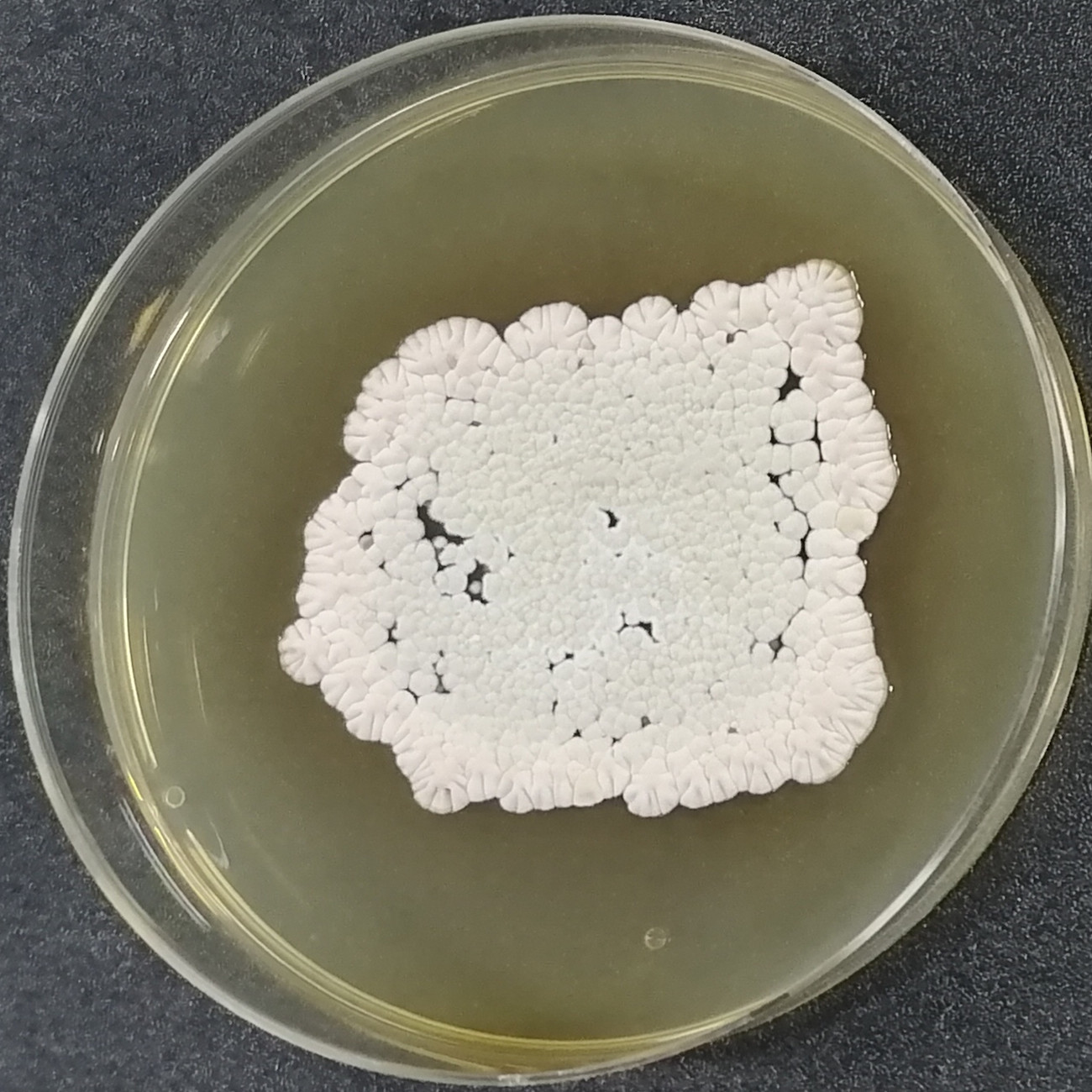 Head shaped Streptomyces-BNCC