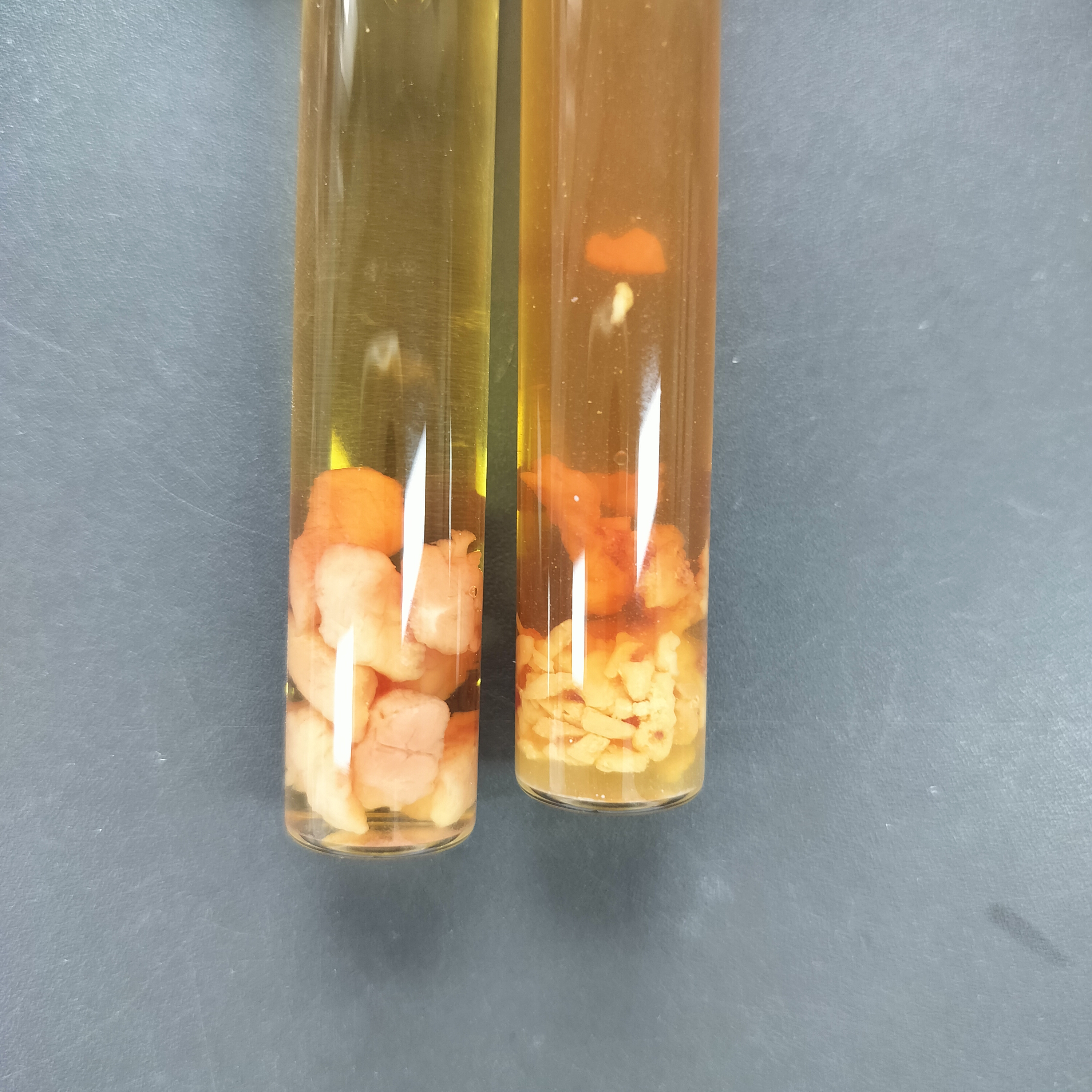 Escherichia coli-BNCC