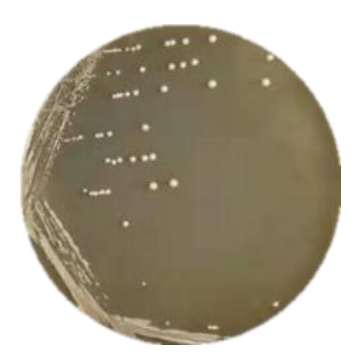 Lactobacillus rhamnosus-BNCC