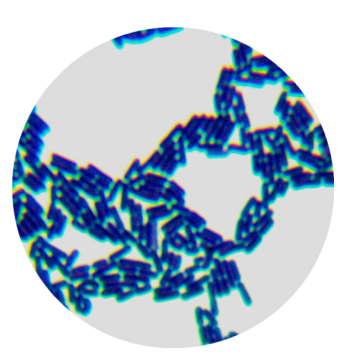 Lactobacillus rhamnosus-BNCC
