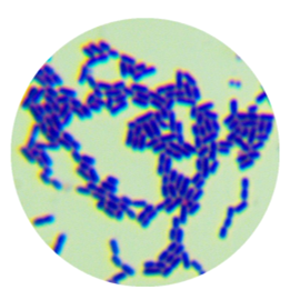 Lactobacillus fermentum-BNCC
