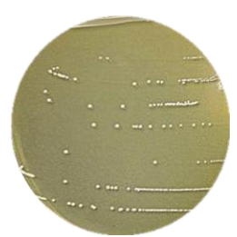 Lactobacillus fermentum-BNCC
