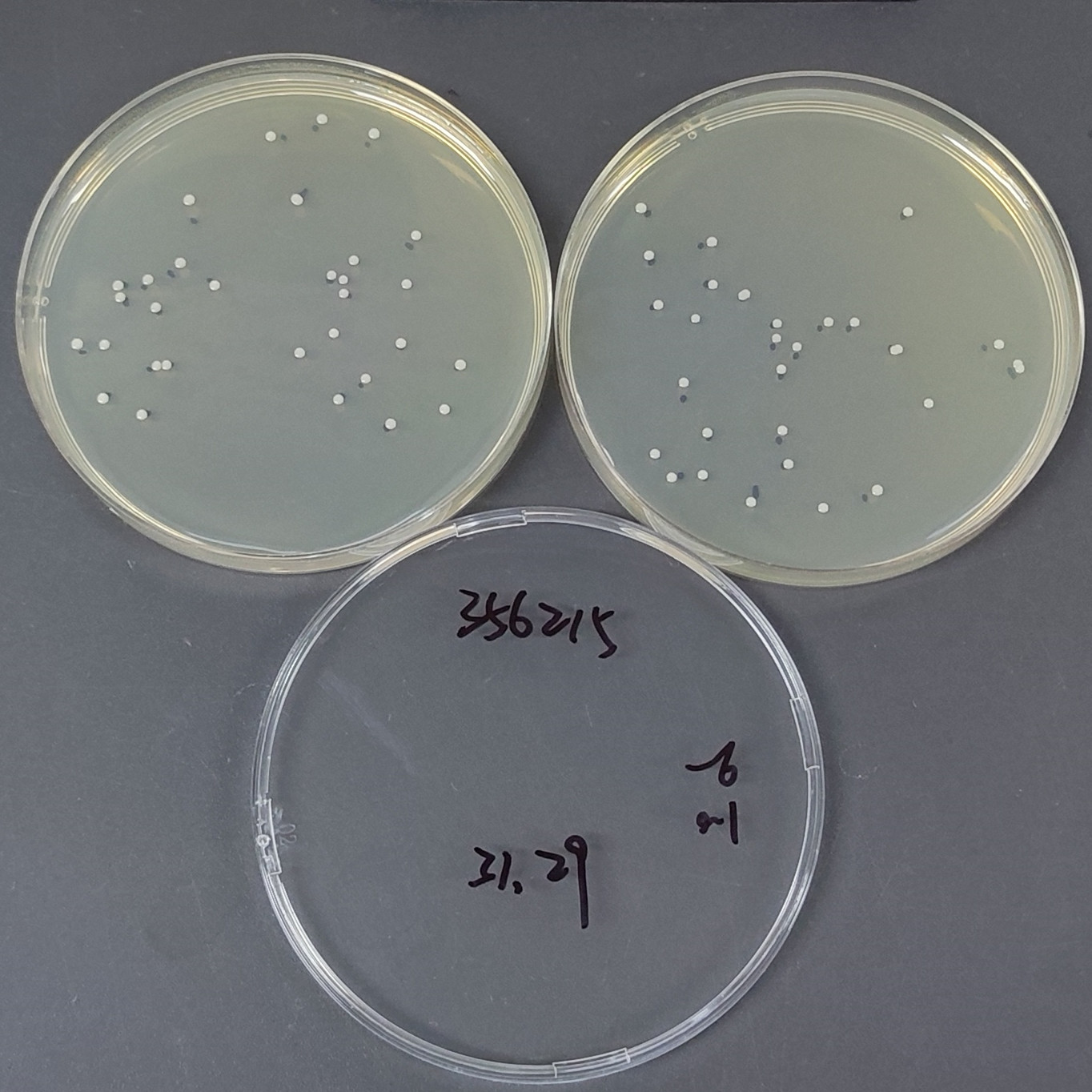 Staphylococcus epidermidis-BNCC