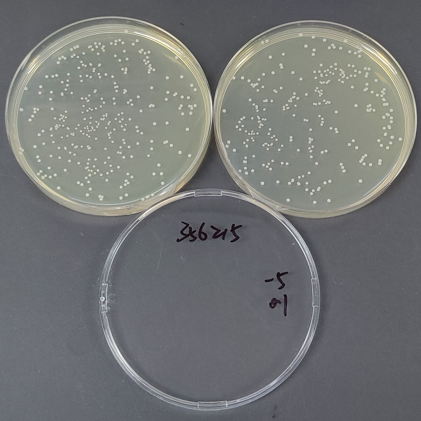Staphylococcus epidermidis-BNCC
