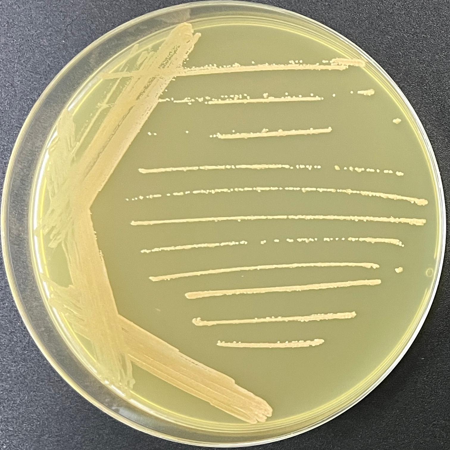 Acetobacter rhamnosus-BNCC