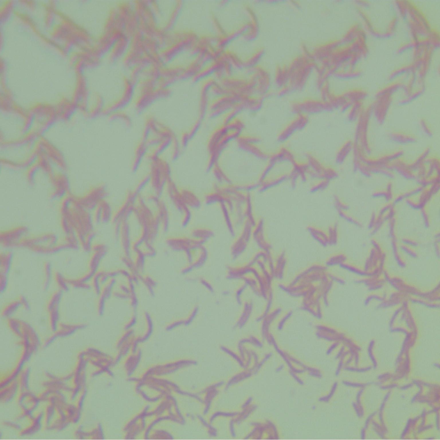 Acetobacter rhamnosus-BNCC