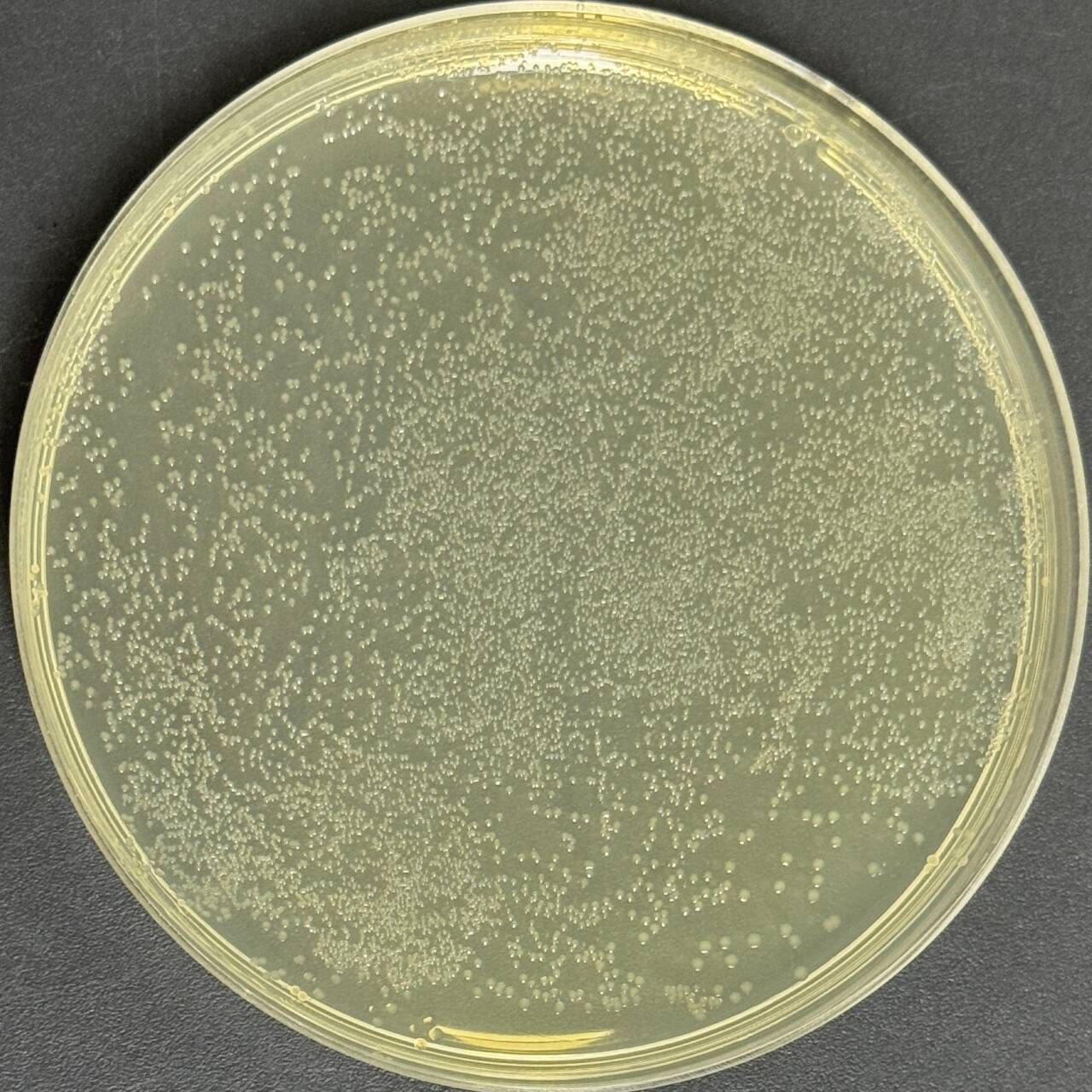 TOP10 Escherichia coli contains (p24gene in pet-20b (+))-BNCC