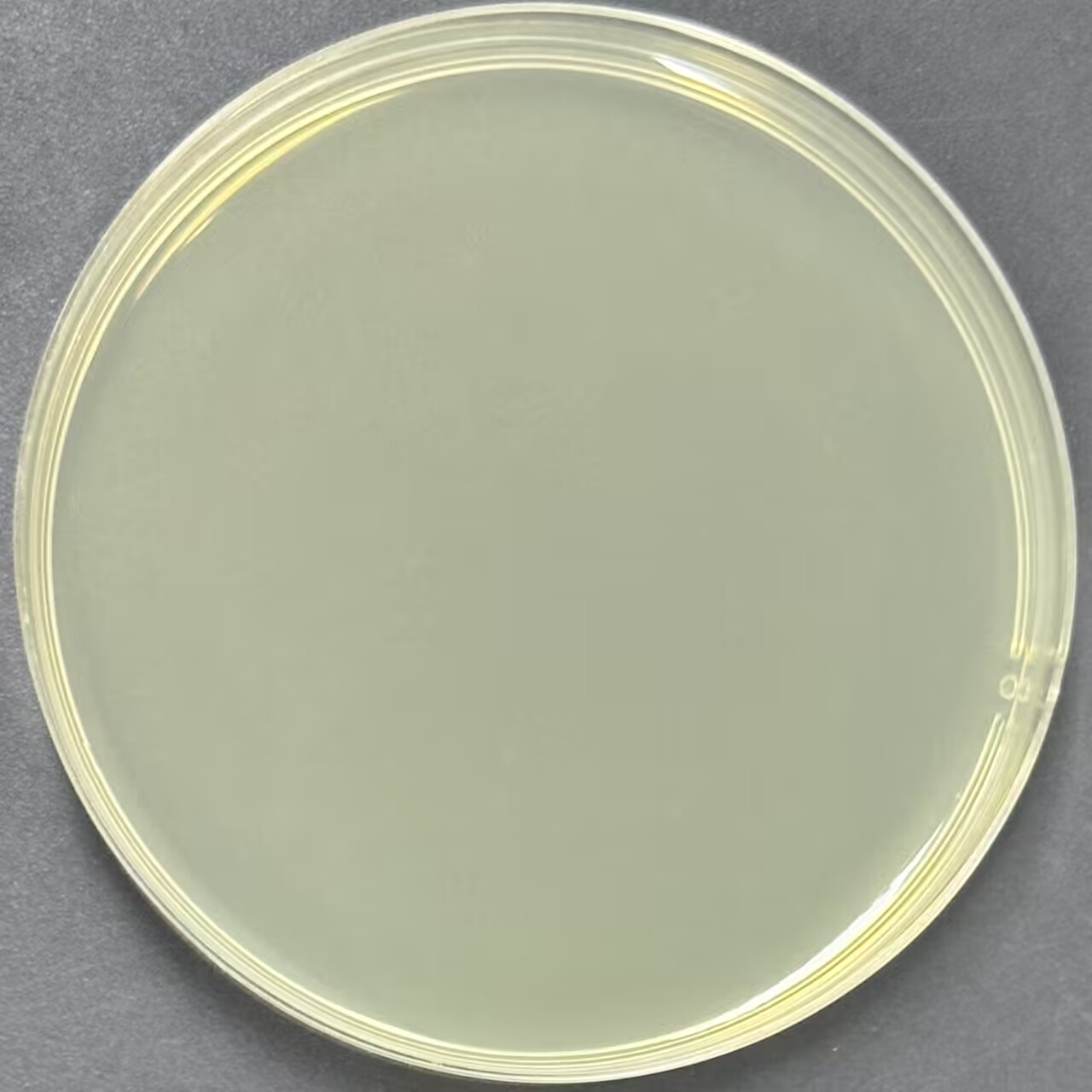 TOP10 Escherichia coli contains (p24gene in pet-20b (+))-BNCC