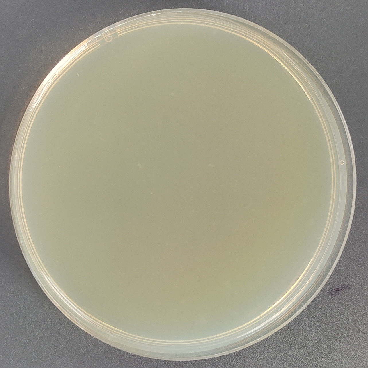 TOP10 Escherichia coli containing B646L gene in pet-20b (+) plasmid-BNCC