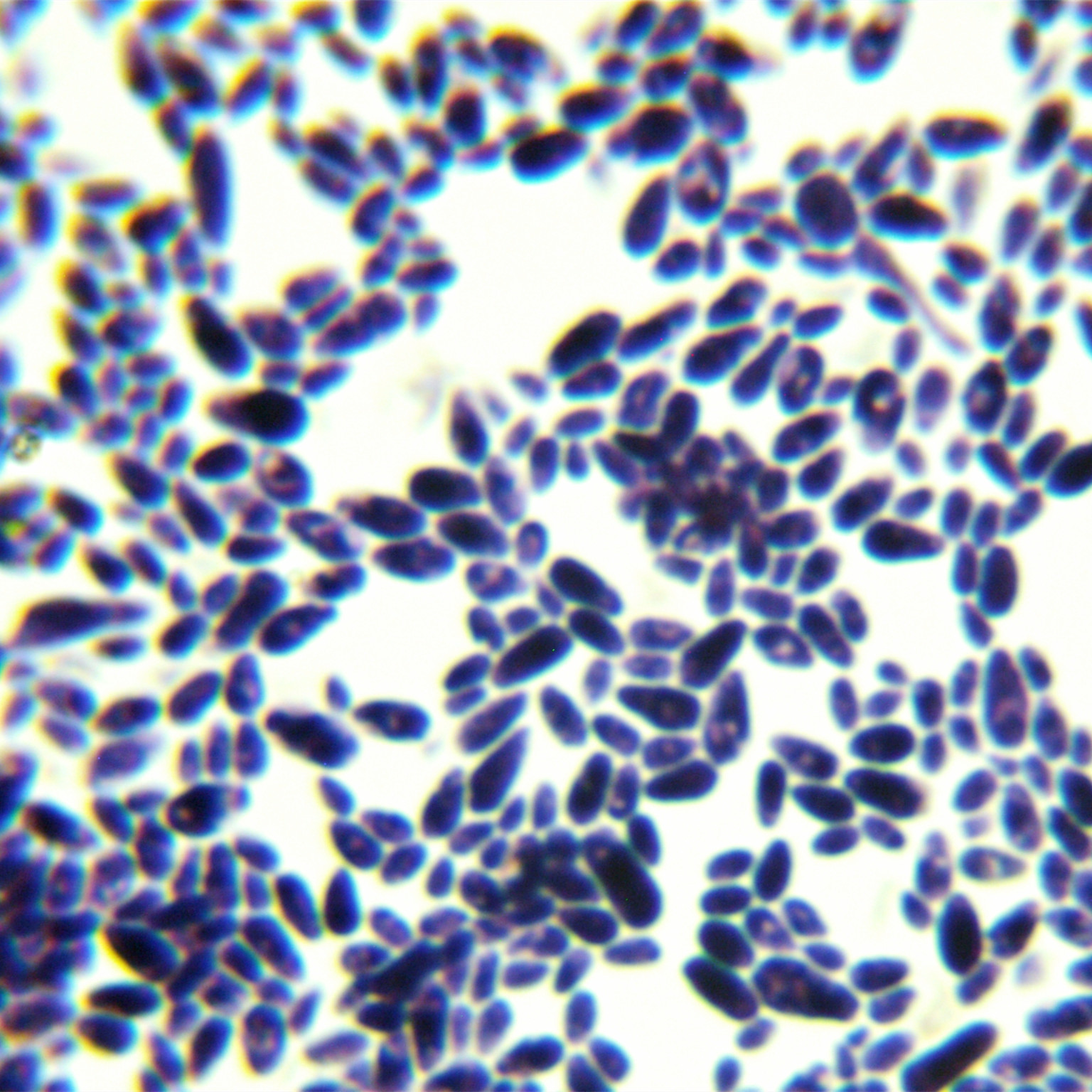Candida auris-BNCC