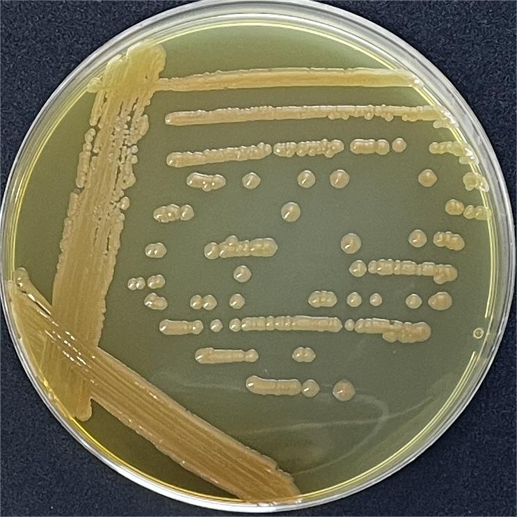 Brown aroma bacteria-BNCC
