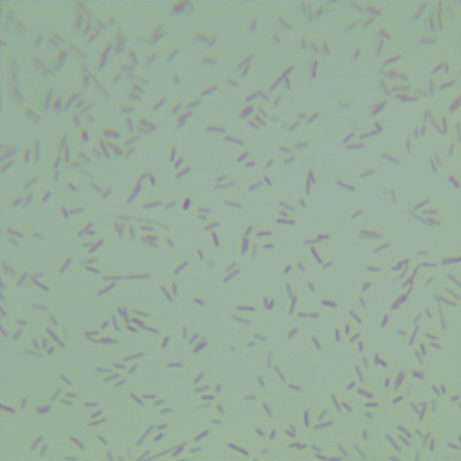 Brown aroma bacteria-BNCC