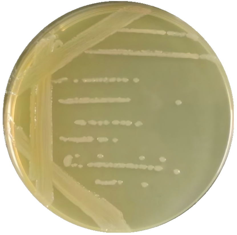 Myroids injinensis-BNCC