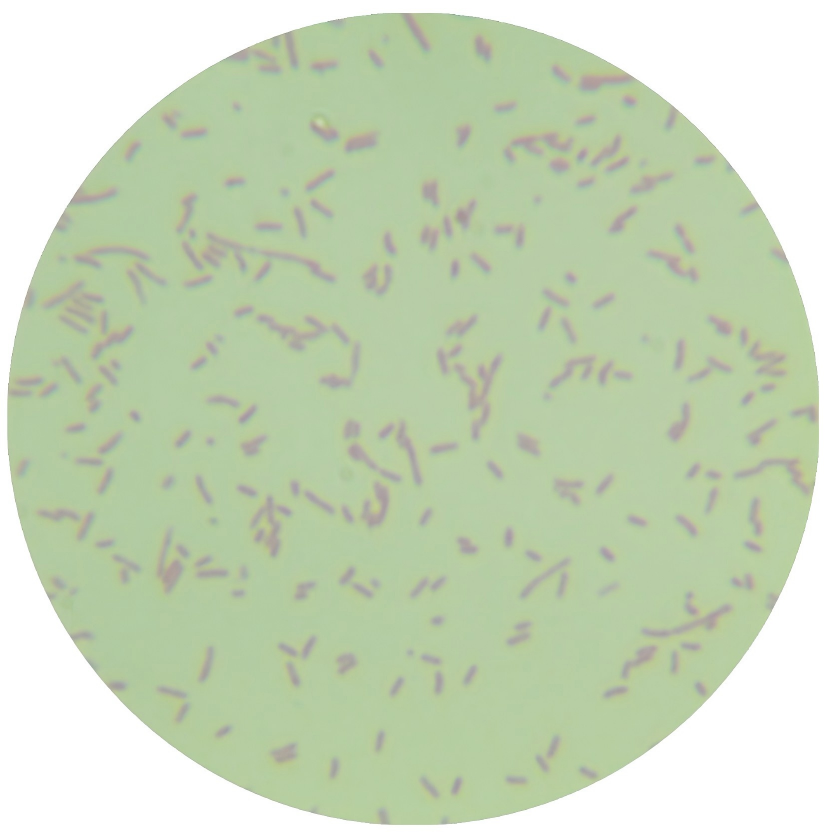 Myroids injinensis-BNCC