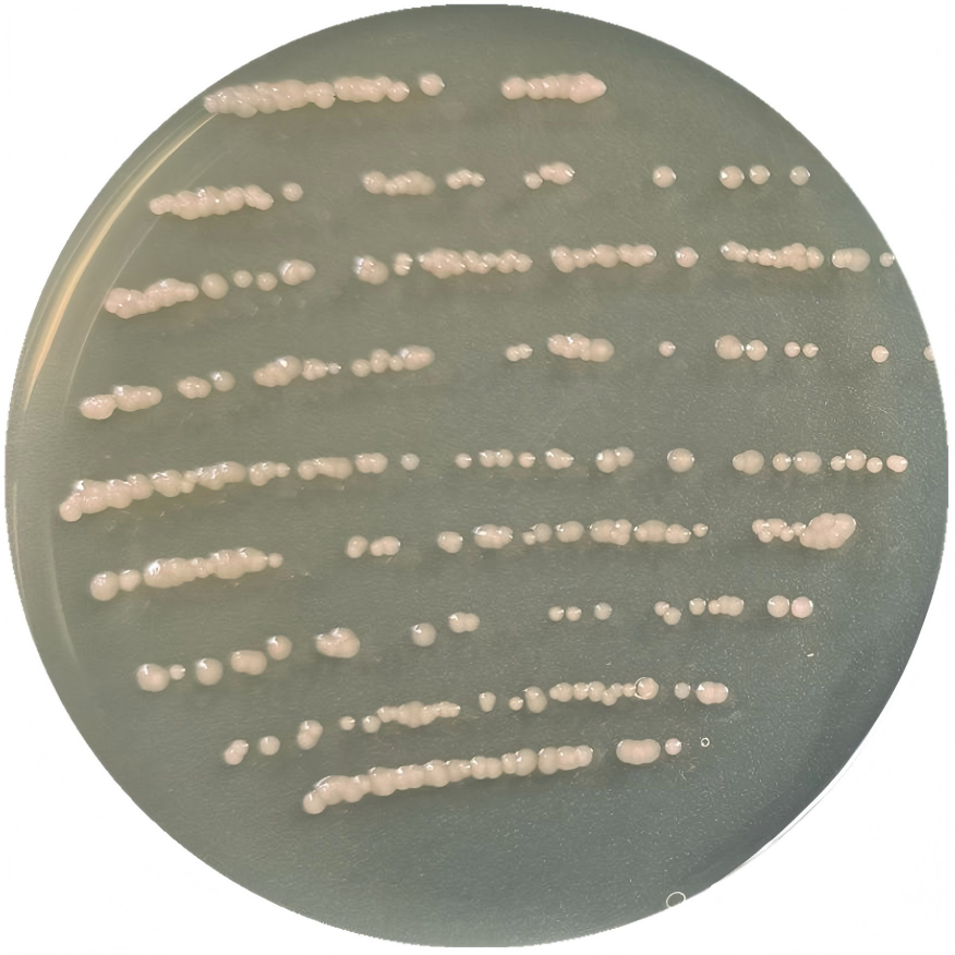 Oceanisphaera avium-BNCC