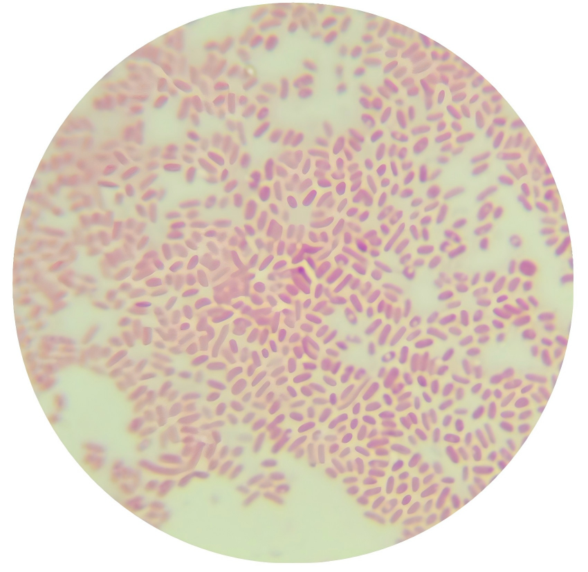 Oceanisphaera avium-BNCC