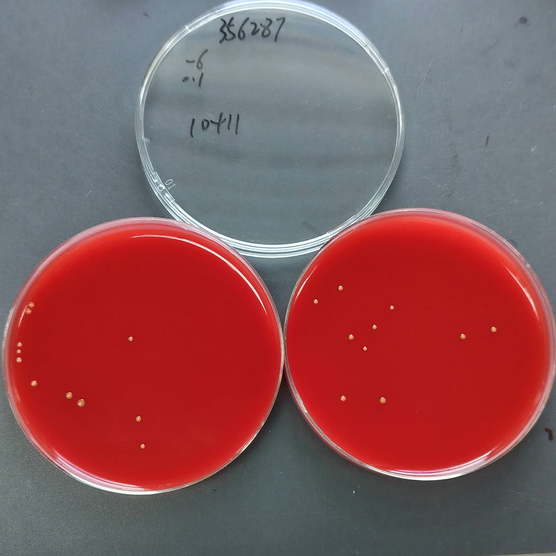 Slightly yellow Neisseria bacteria-BNCC