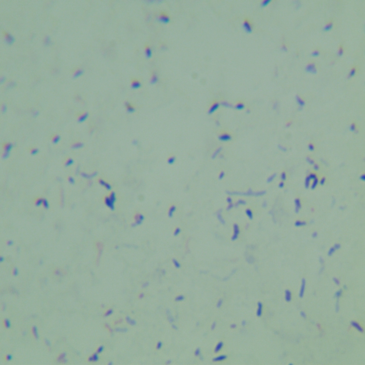 Aarhus harbor mycobacteria-BNCC