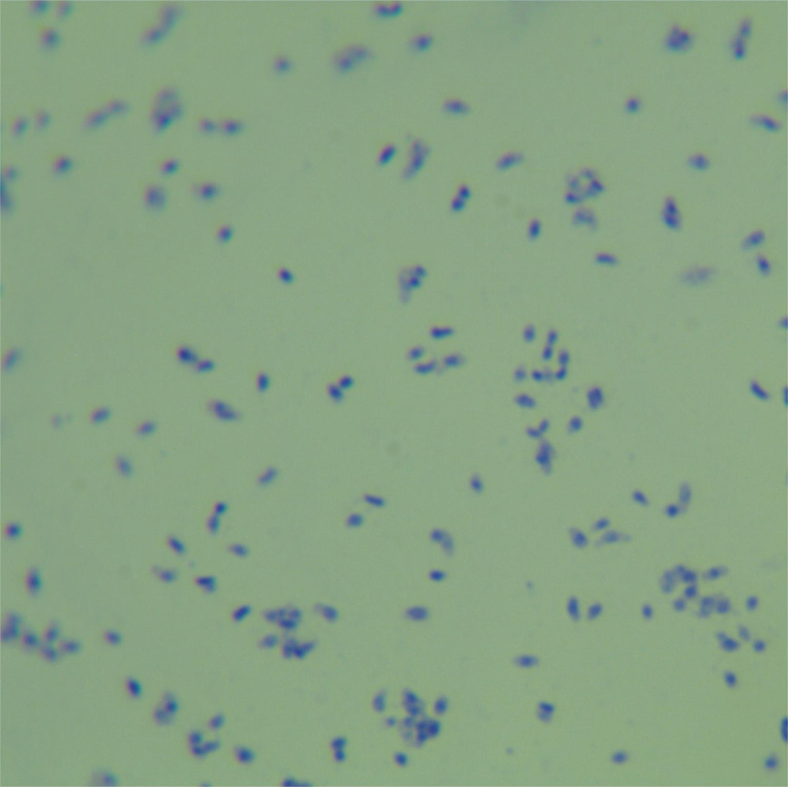 Mycobacterium bovis-BNCC