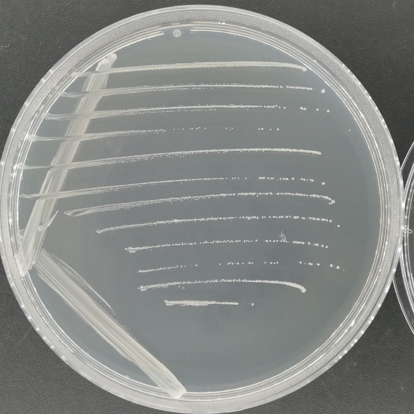Mycobacterium delbrueckii-BNCC