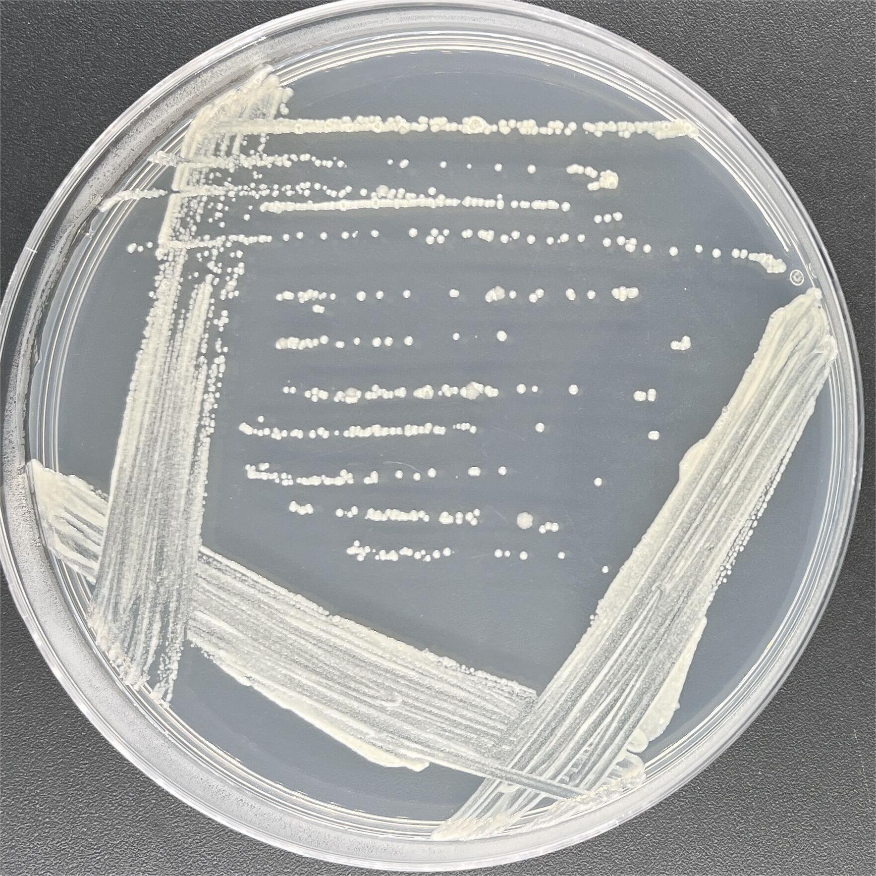 Brisbane Mycobacterium-BNCC