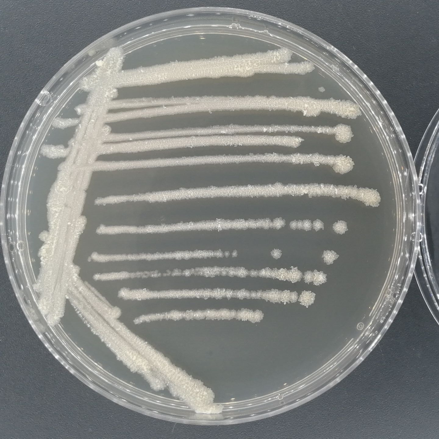 Winter mycobacteria-BNCC