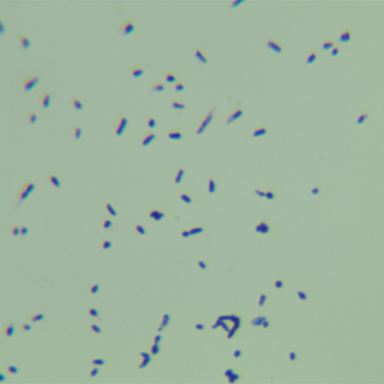Winter mycobacteria-BNCC