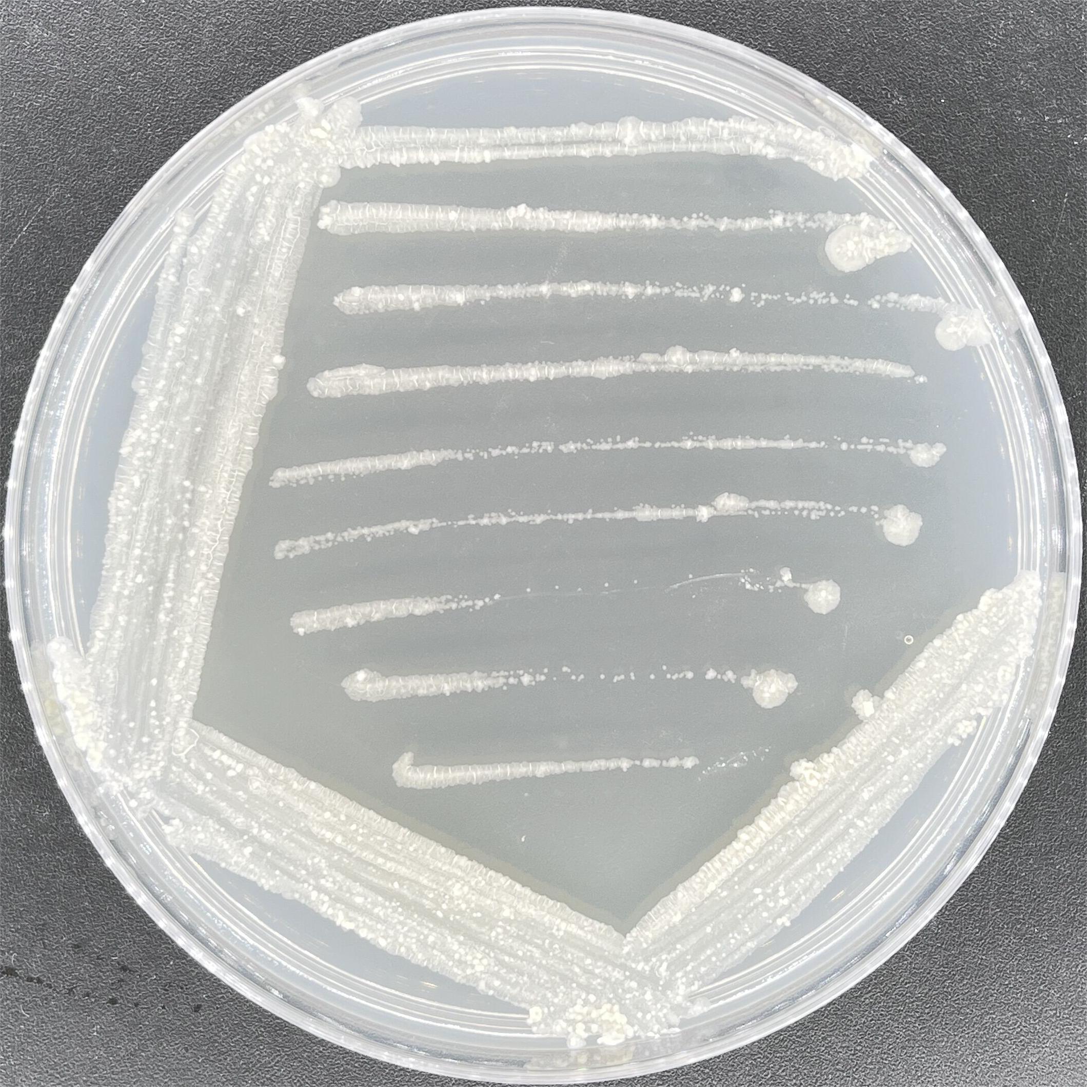 Bacillus subtilis-BNCC