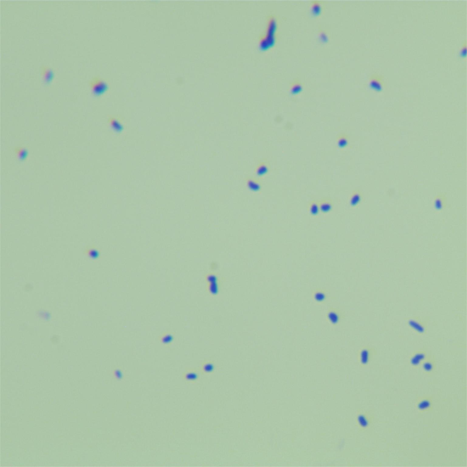Bacillus subtilis-BNCC