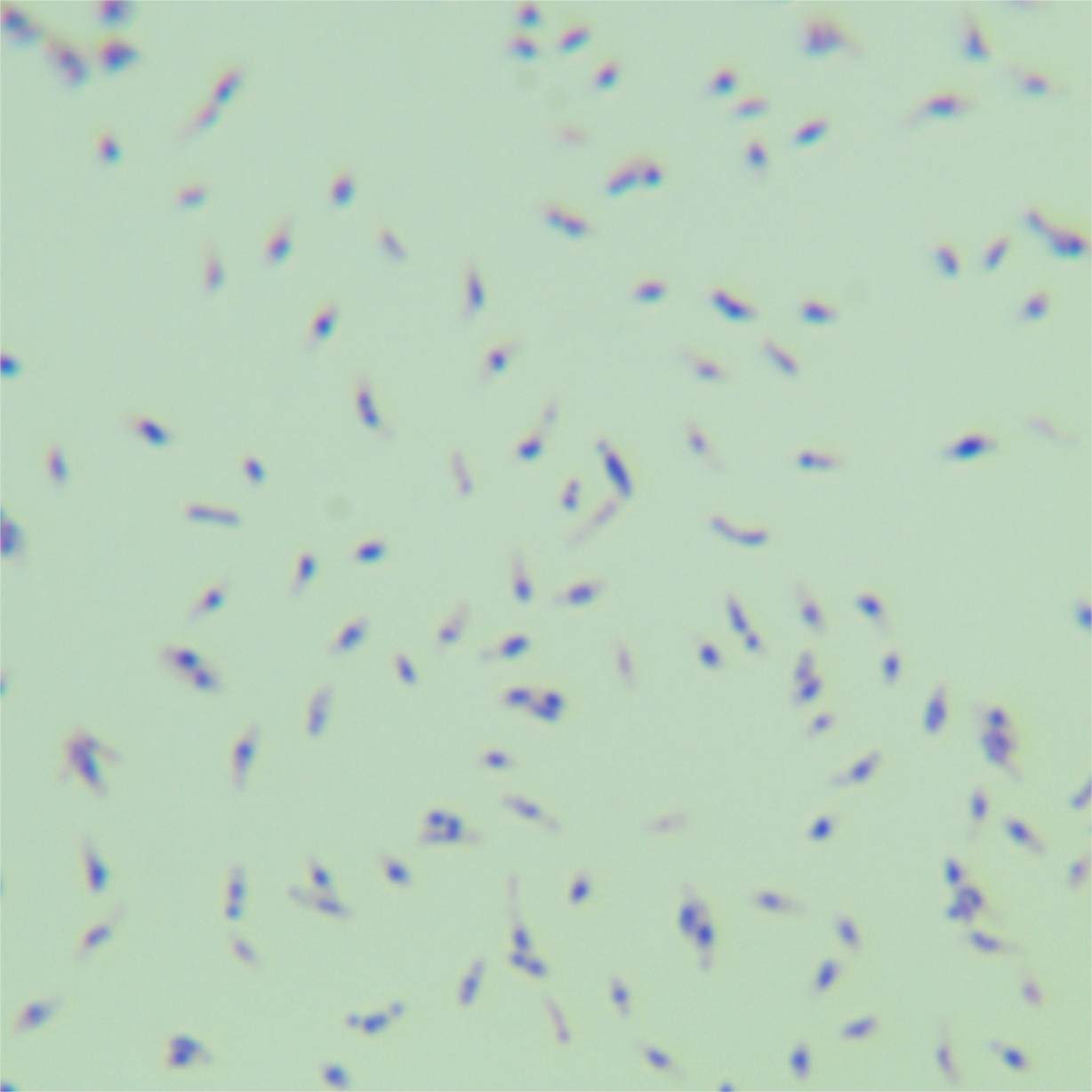 Cadiz mycobacteria-BNCC