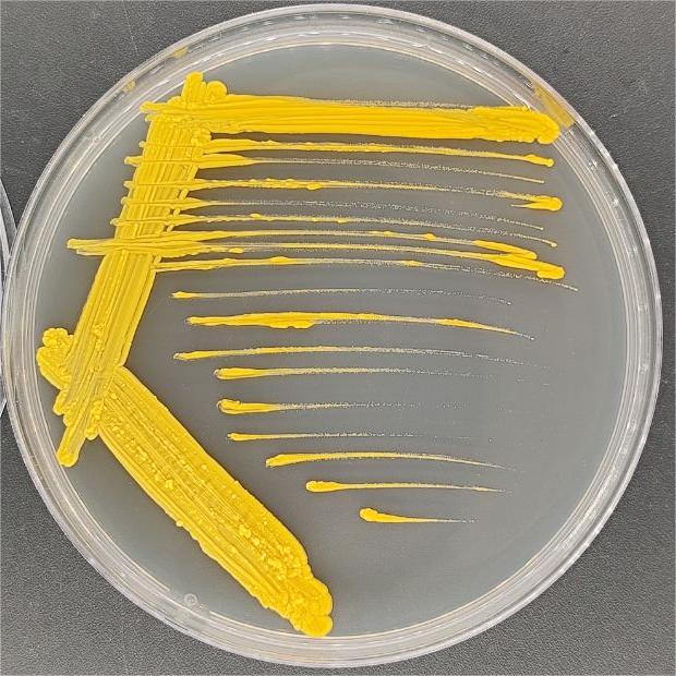 Cadiz mycobacteria-BNCC