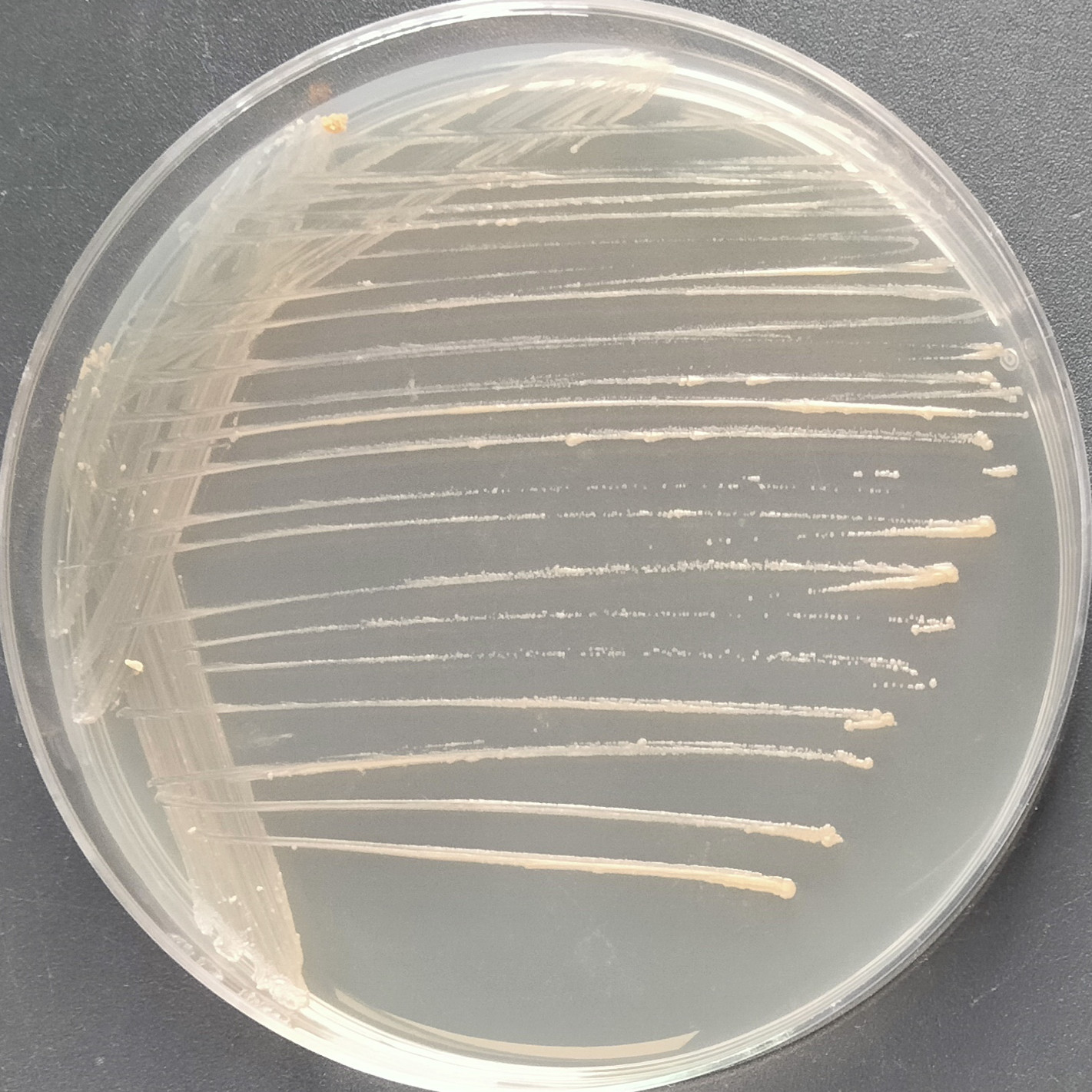 Chubne mycobacteria-BNCC