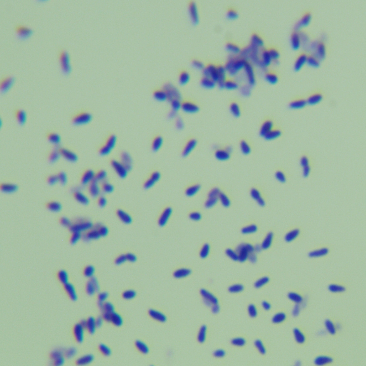 Chubne mycobacteria-BNCC
