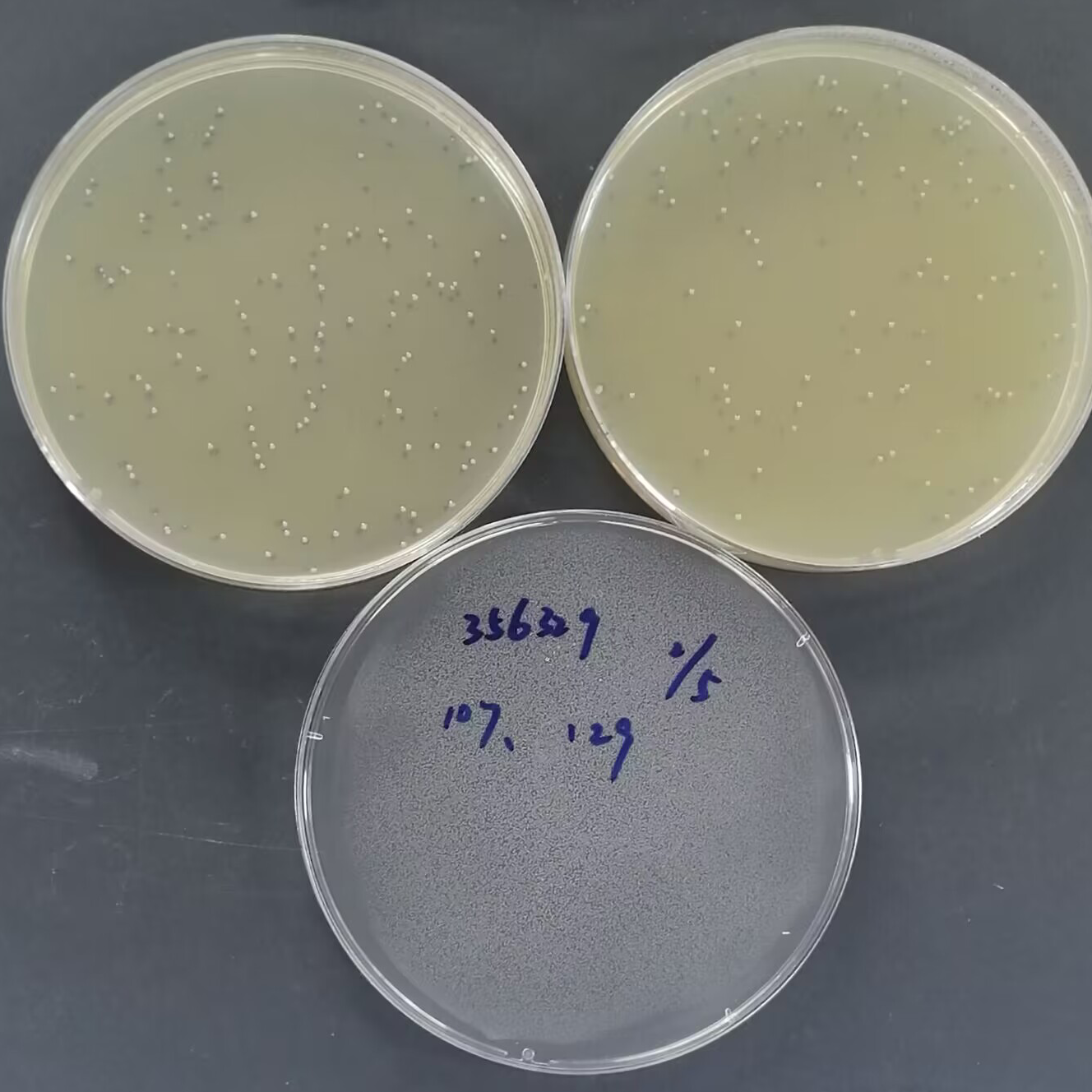Klebsiella pneumoniae Quantitative Strain-BNCC