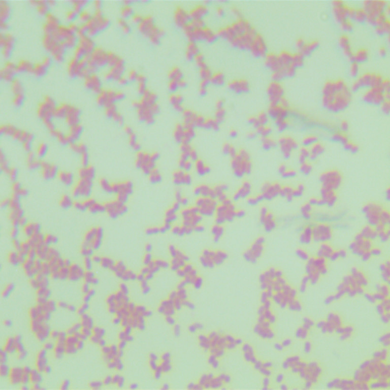 Klebsiella pneumoniae Quantitative Strain-BNCC
