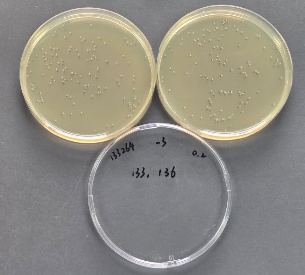 Quantitative strain of Escherichia coli-BNCC