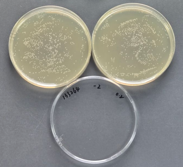 Quantitative strain of Escherichia coli-BNCC