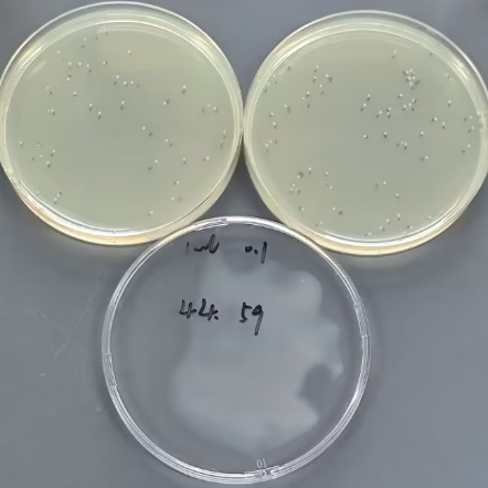 Quantitative strain of Escherichia coli-BNCC